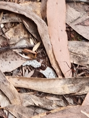 Leptomyrmex rufithorax