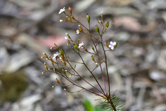 Stylidium laricifolium