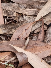 Leptomyrmex rufithorax