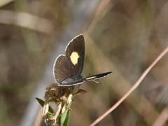 Candalides xanthospilos
