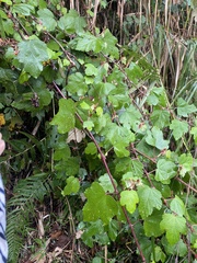 Rubus formosensis