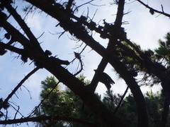 Nestor meridionalis septentrionalis