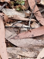 Leptomyrmex rufithorax