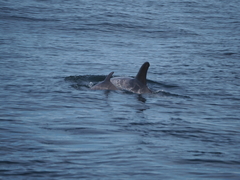 Grampus griseus