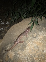 Aneides lugubris