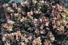 Oscularia deltoides