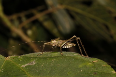 Phricta aberrans