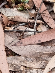 Leptomyrmex rufithorax