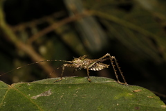 Phricta aberrans