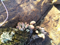 Adromischus umbraticola