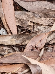 Leptomyrmex rufithorax