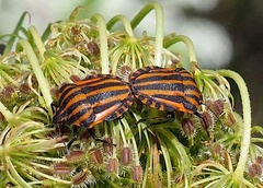 Graphosoma