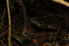 Morelia spilota