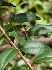 Myrmecia nigrocincta