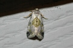 Maliattha synochitis