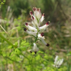 Fumaria capreolata