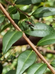 Myrmecia nigrocincta