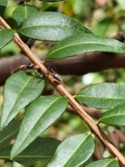 Myrmecia nigrocincta