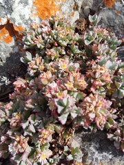 Oscularia deltoides