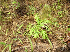 Argyranthemum frutescens