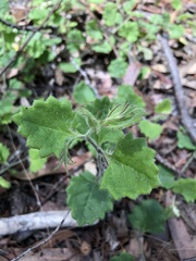 Goodenia rotundifolia