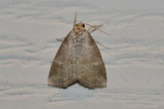 Hyperstrotia pervertens