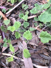 Goodenia rotundifolia