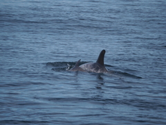 Grampus griseus