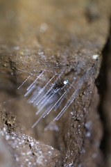 Arachnocampa