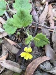 Goodenia rotundifolia