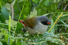 Coccopygia melanotis