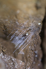 Arachnocampa