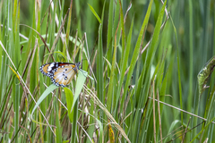 Danaus petilia