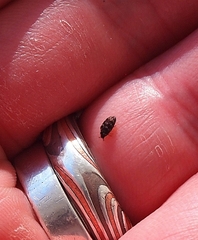 Anthrenocerus australis