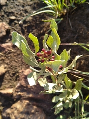 Osyris lanceolata
