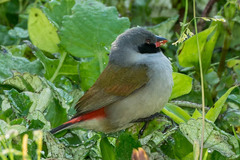 Coccopygia melanotis