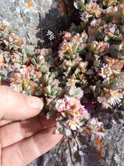 Oscularia deltoides