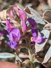 Astragalus palmeri