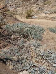 Astragalus palmeri