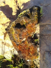 Funaria hygrometrica