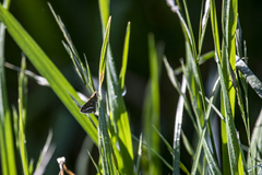 Taractrocera papyria