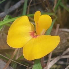 Bossiaea prostrata