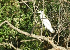 Egretta thula