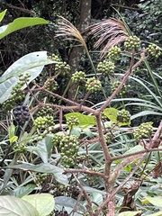 Aralia armata