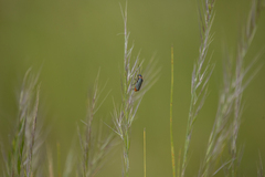 Chauliognathus lugubris