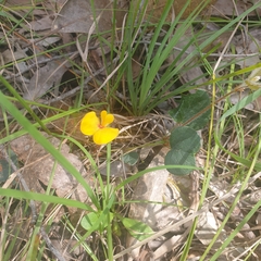 Bossiaea prostrata
