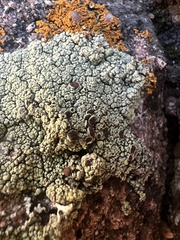 Lecanora argopholis