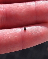 Anthrenocerus australis