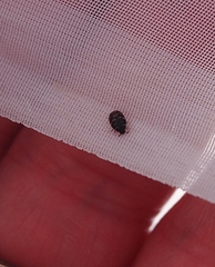 Anthrenocerus australis