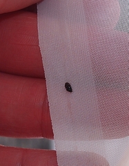 Anthrenocerus australis